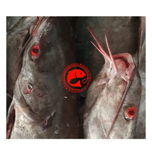 TOP SELLING CAT FISH GRADE AA HIGH QUALITY FROZEN CATFISH FROM AL TAWAKAL FRZOSEN FOODS