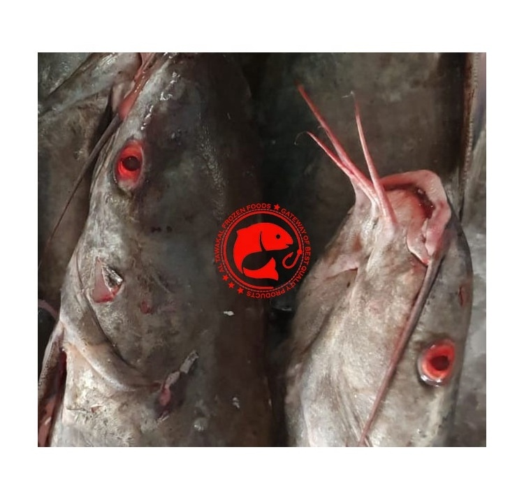 TOP SELLING CAT FISH GRADE AA HIGH QUALITY FROZEN CATFISH FROM AL TAWAKAL FRZOSEN FOODS