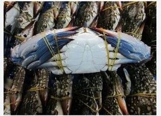 Frozen Blue Swimming Crab for Export High Quality Blue Swimming Crustacean in Great Prices for Export in Bulk