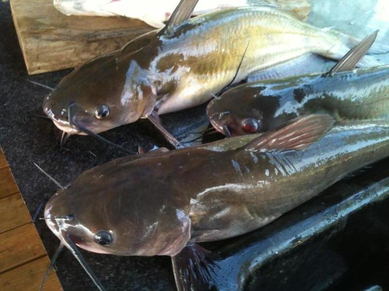 TOP SELLING CAT FISH GRADE AA HIGH QUALITY FROZEN CATFISH FROM AL TAWAKAL FRZOSEN FOODS