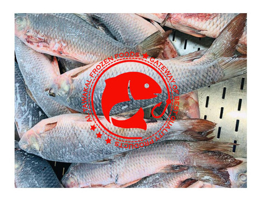 Fresh Quality Rohu Fish