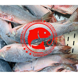 Fresh Quality Rohu Fish