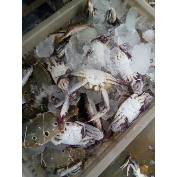 Wholesale Seafood Products Frozen Blue Swimming Crab With Roe