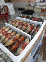 Wholesale MUD CRAB/ROE CRAB/MEAT CRAB Origin Vietnam