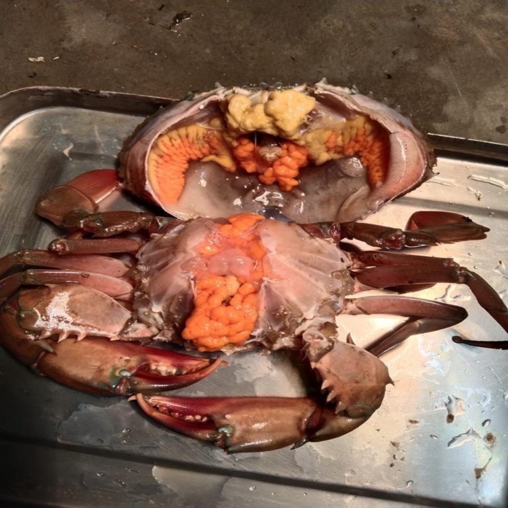 Seafood Live Crab/ Live Mud Crab / Live Roe Crab for sale wholesale supply cheap price from Vietnam