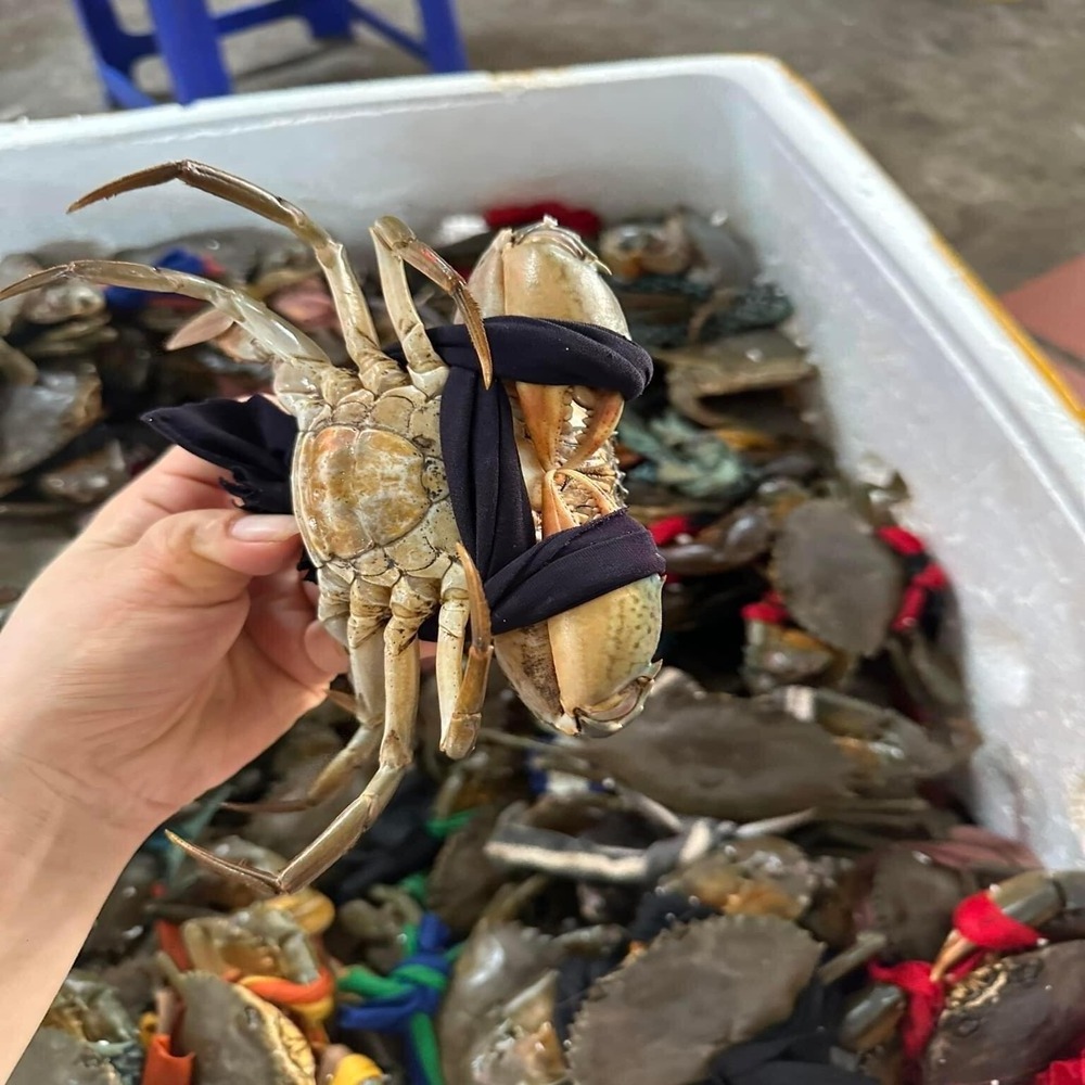 Seafood Live Crab/ Live Mud Crab / Live Roe Crab for sale wholesale supply cheap price from Vietnam