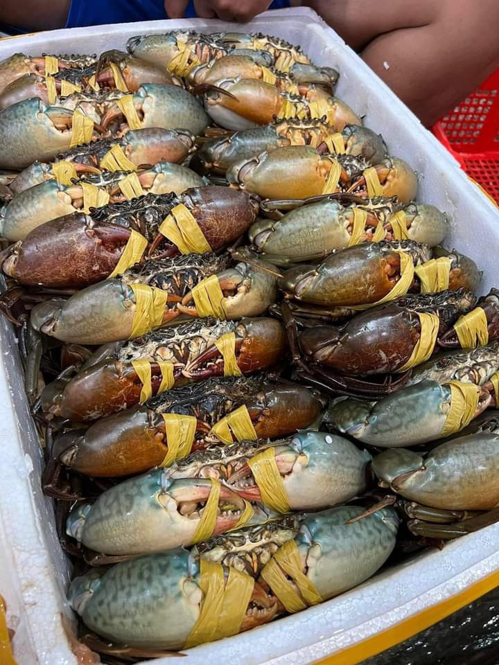 Wholesale MUD CRAB/ROE CRAB/MEAT CRAB Origin Vietnam