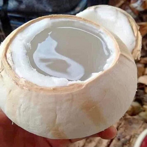 Exporter Frozen Tropical Fruit - Diamond Cut Coconut From Vietnam Supplier Tropical Food - Coconut Diamond Shape