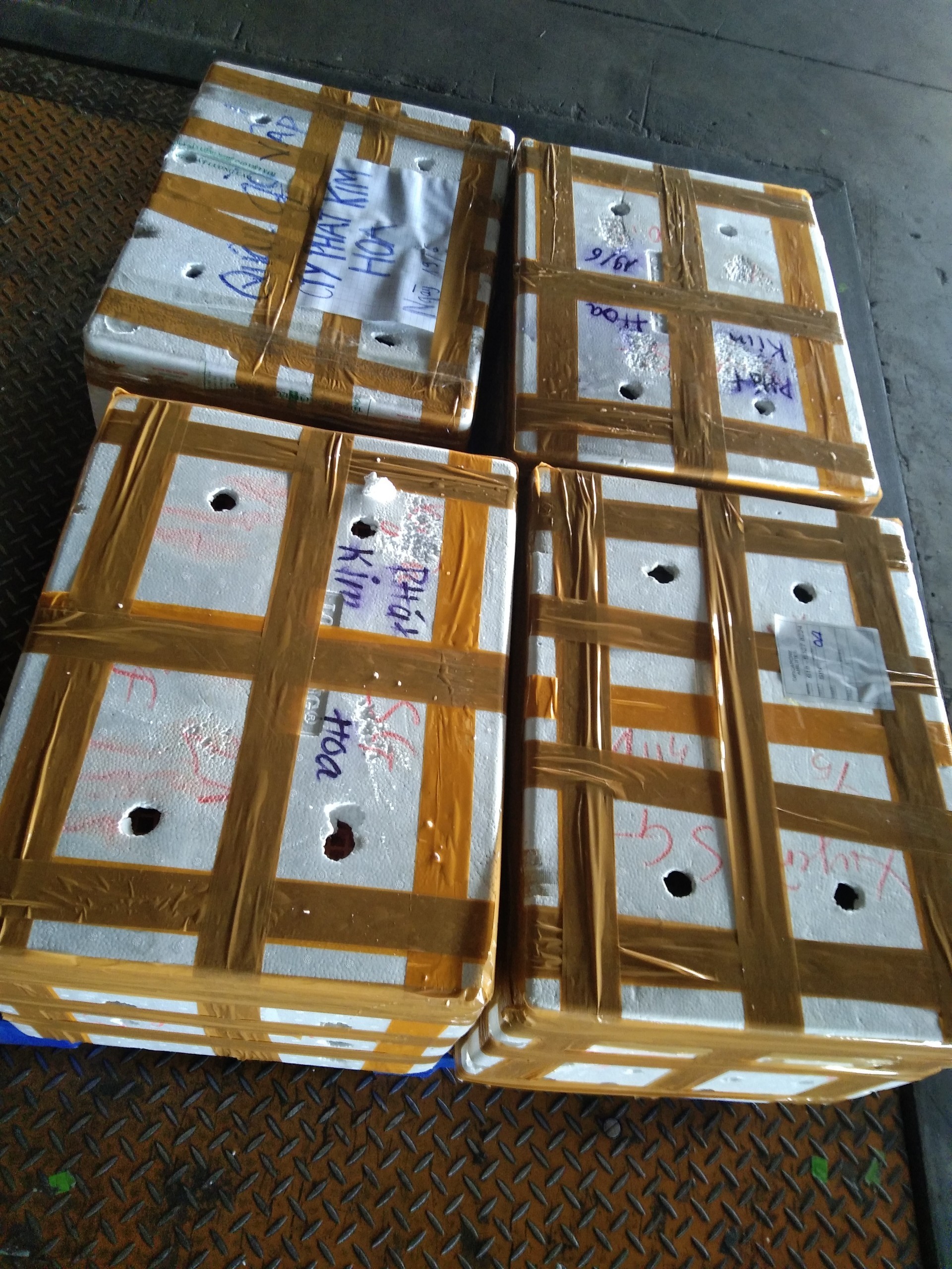 Seafood Live Crab/ Live Mud Crab / Live Roe Crab for sale wholesale supply cheap price from Vietnam