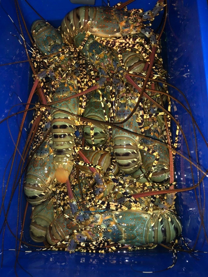 Cheap Price with High Quality Lobster Vietnam/ Enough Standard to Export China/Taiwan