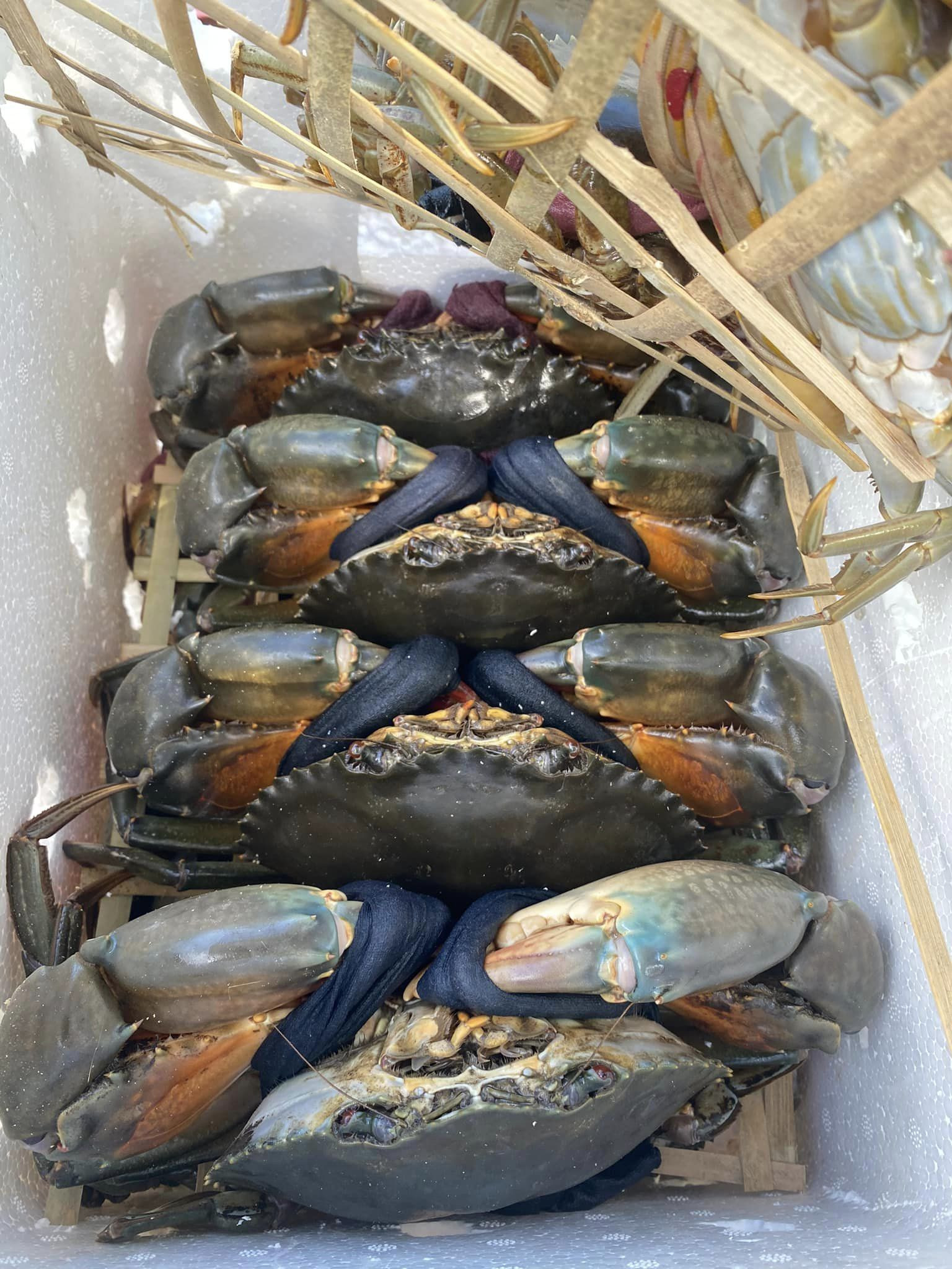 Wholesale MUD CRAB/ROE CRAB/MEAT CRAB Origin Vietnam