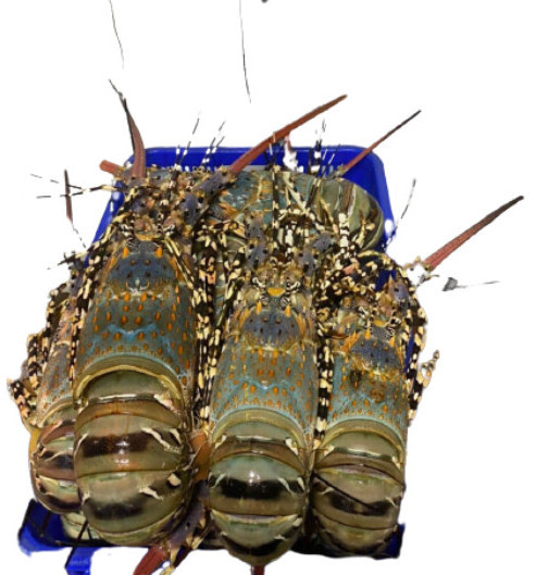 Cheap Price with High Quality Lobster Vietnam/ Enough Standard to Export China/Taiwan