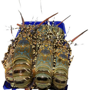 Cheap Price with High Quality Lobster Vietnam/ Enough Standard to Export China/Taiwan