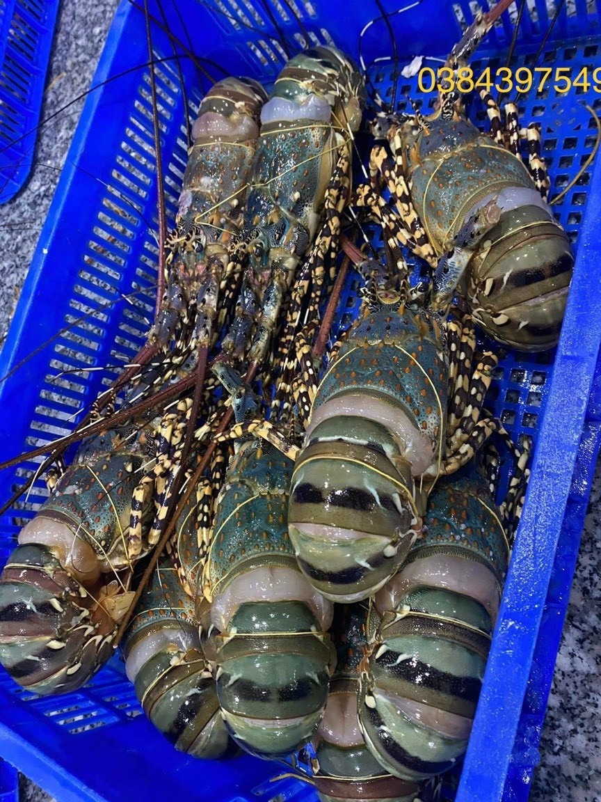 Cheap Price with High Quality Lobster Vietnam/ Enough Standard to Export China/Taiwan