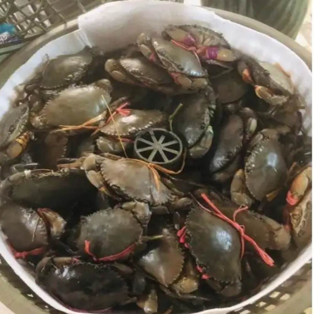 Seafood Live Crab/ Live Mud Crab / Live Roe Crab for sale wholesale supply cheap price from Vietnam