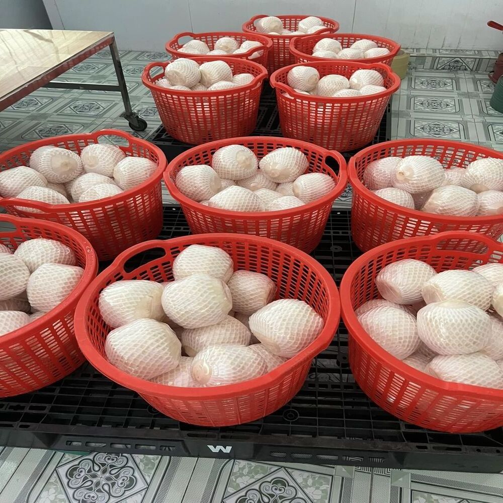 Exporter Frozen Tropical Fruit - Diamond Cut Coconut From Vietnam Supplier Tropical Food - Coconut Diamond Shape