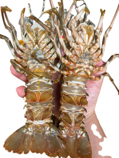 Cheap Price with High Quality Lobster Vietnam/ Enough Standard to Export China/Taiwan