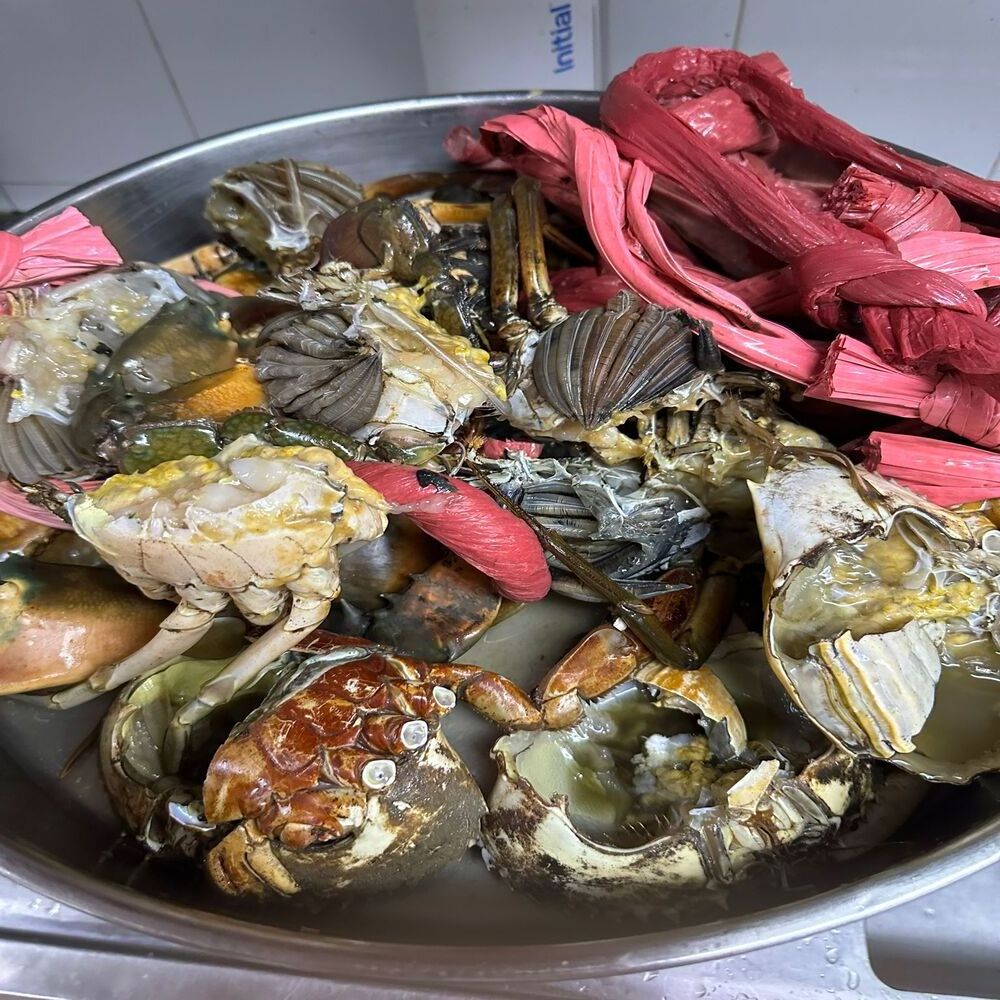 Seafood Live Crab/ Live Mud Crab / Live Roe Crab for sale wholesale supply cheap price from Vietnam