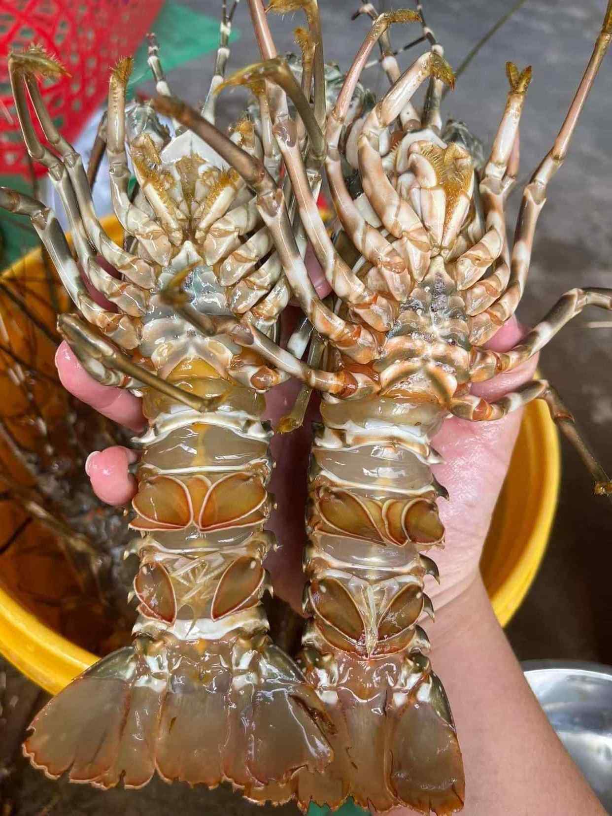 Premium Spiny Lobster Wholesale Best Price Vietnam