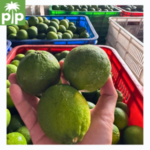 New fresh seedless lemon green lime, good price, 5kg/ctn, 12-18pcs/kg from Ben Luc - VietNam