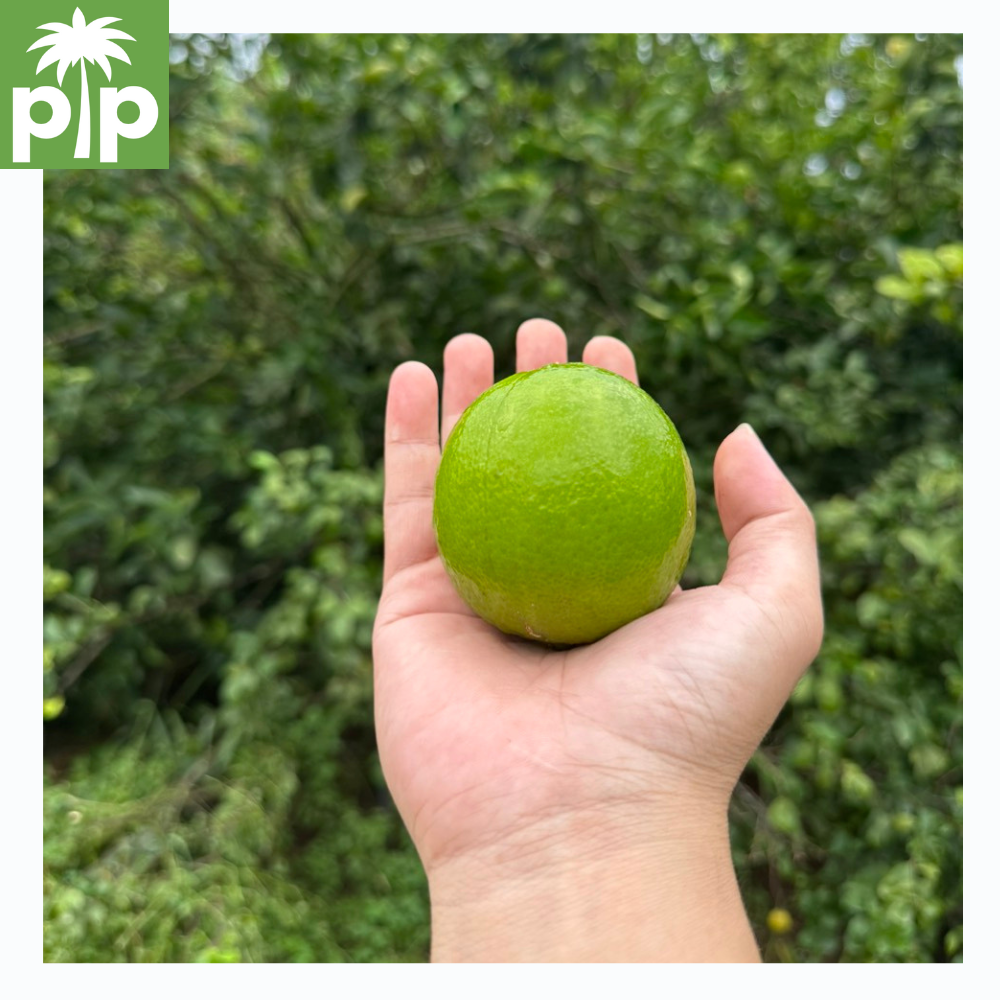 New fresh seedless lemon green lime, good price, 5kg/ctn, 12-18pcs/kg from Ben Luc - VietNam