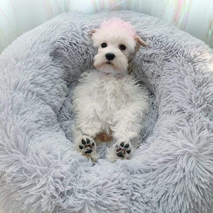 puppy bed Pet Bed for Cats or Small Dogs, Mini Medium Sized Dog Cat Bed Self Warming Autumn Winter Indoor Snooze