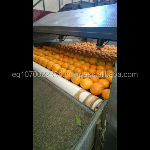 fresh Valencia orange ready to export on August from Egypt to Congo