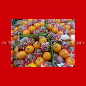 fresh Valencia orange ready to export on August from Egypt to Congo