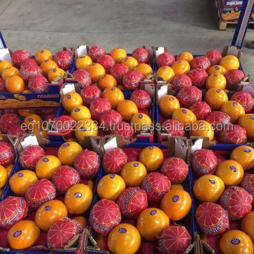 fresh Valencia orange ready to export on August from Egypt to Congo