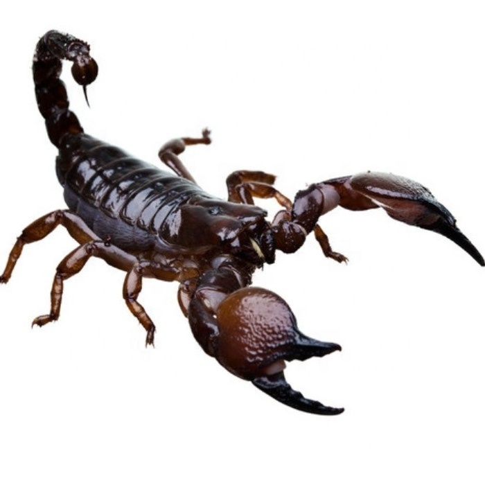 venom scorpion bulk scorpion venom for sale