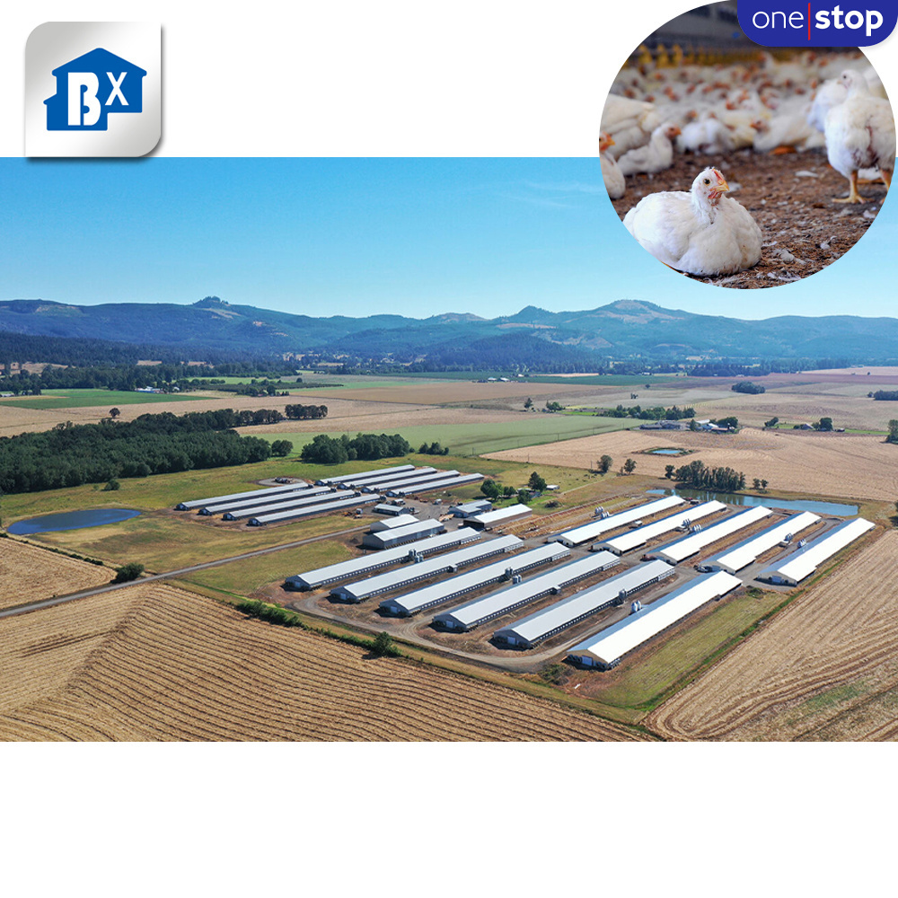 ONE-STOP Service Agricultural Poultry Farming Equipments , Poultry Breeding Houses Chicken Farm Egg Belts For Poultry Farm