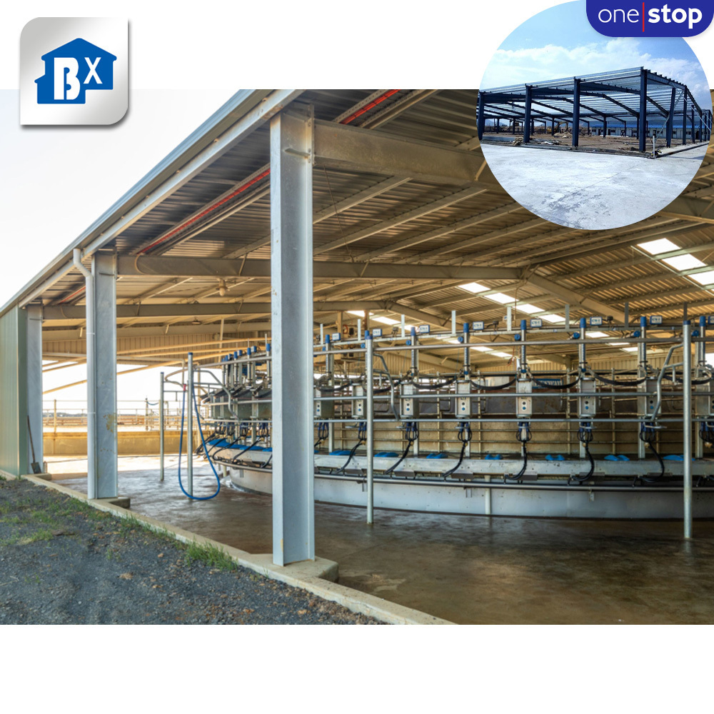 Prefabricated Steel Structure Dairy Farm Shed , Low Cost Dairy Farm Shed Designs , Cow Shed