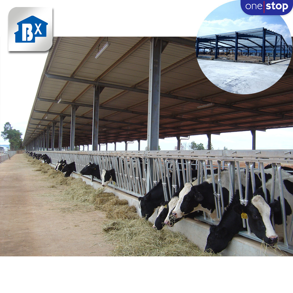 Prefabricated Steel Structure Dairy Farm Shed , Low Cost Dairy Farm Shed Designs , Cow Shed