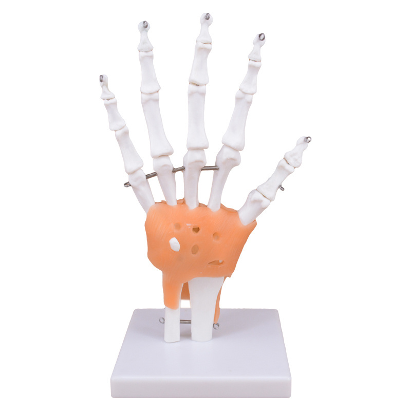 Teaching Human hand Joint Model Hand Bone Model Skeleton Hand Joint with Ligament