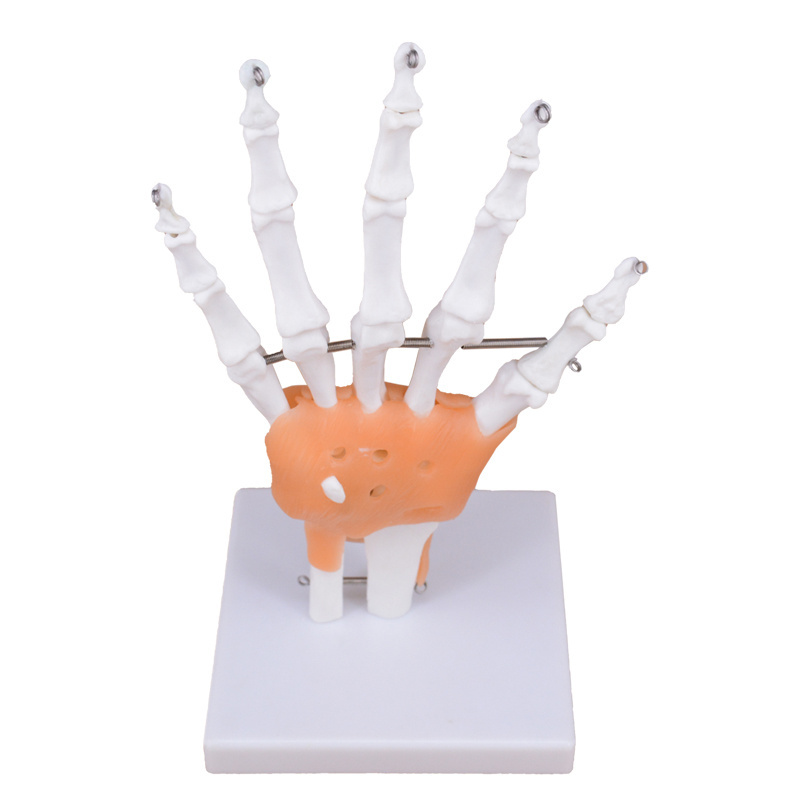 Teaching Human hand Joint Model Hand Bone Model Skeleton Hand Joint with Ligament