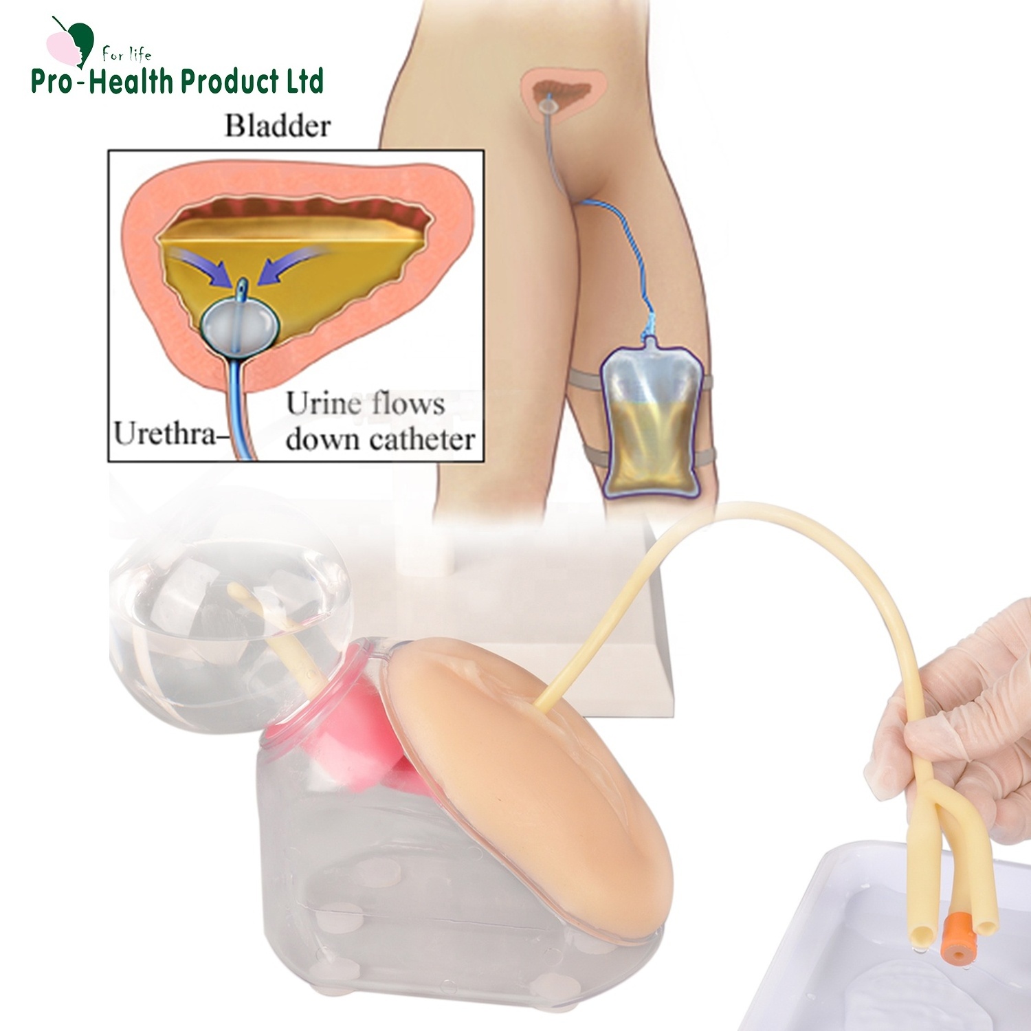 Medical Science Female Urinary Catheterization Model for Nursing Training School or Institute or Healthcare Center