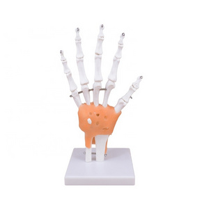 Teaching Human hand Joint Model Hand Bone Model Skeleton Hand Joint with Ligament