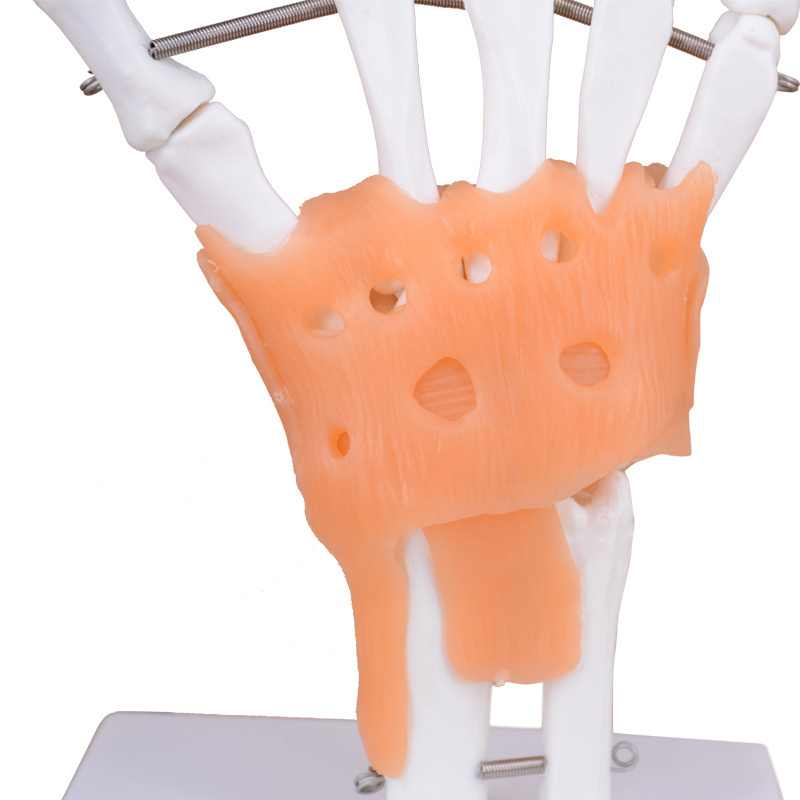 Teaching Human hand Joint Model Hand Bone Model Skeleton Hand Joint with Ligament