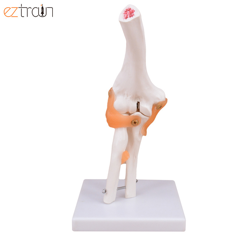 Smart 1:1 Life Size Anatomical Teaching Display Model Human Elbow Joint Ligament Model