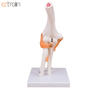 Smart 1:1 Life Size Anatomical Teaching Display Model Human Elbow Joint Ligament Model