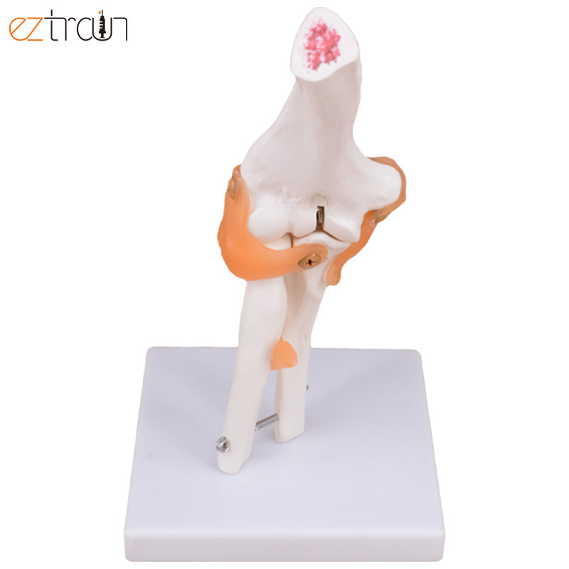 Smart 1:1 Life Size Anatomical Teaching Display Model Human Elbow Joint Ligament Model