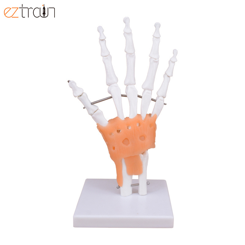 Flexible 1:1 Life Size Hand Skeleton Model Anatomy Teaching Tool Hand Joint Model with Ligaments