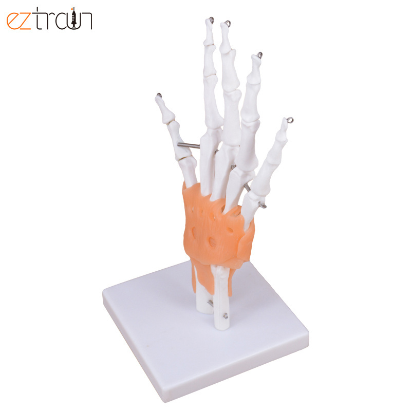 Flexible 1:1 Life Size Hand Skeleton Model Anatomy Teaching Tool Hand Joint Model with Ligaments