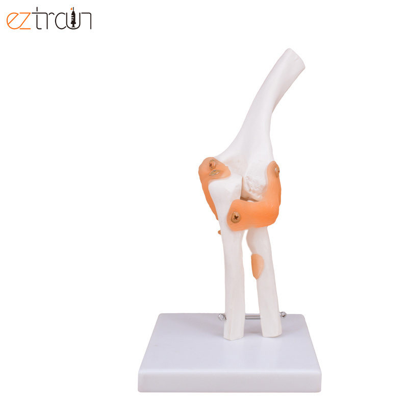 Smart 1:1 Life Size Anatomical Teaching Display Model Human Elbow Joint Ligament Model