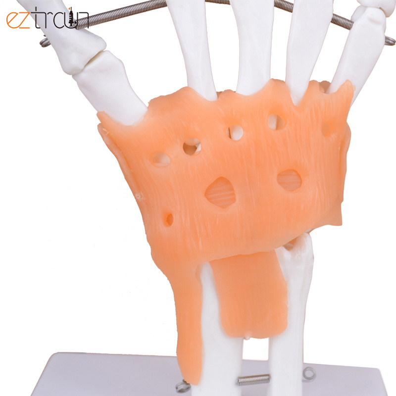 Flexible 1:1 Life Size Hand Skeleton Model Anatomy Teaching Tool Hand Joint Model with Ligaments