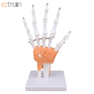 Flexible 1:1 Life Size Hand Skeleton Model Anatomy Teaching Tool Hand Joint Model with Ligaments