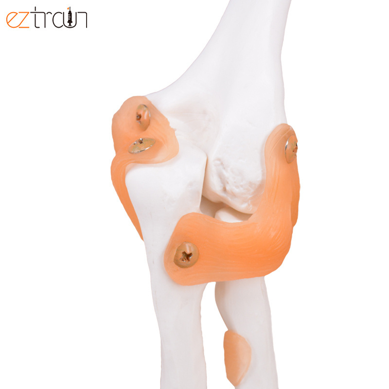 Smart 1:1 Life Size Anatomical Teaching Display Model Human Elbow Joint Ligament Model