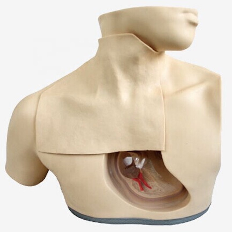 PRO-H72 Adult male upper thorax with clear anatomical structure to practice central venous catheterization model for teaching