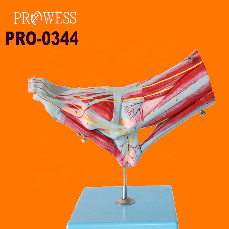 PRO-0344 Foot muscle model With main blood vessels and nerves Anatomy of the plantar muscles of the foot