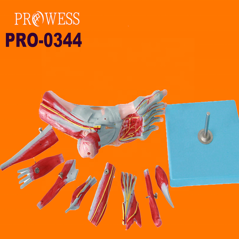 PRO-0344 Foot muscle model With main blood vessels and nerves Anatomy of the plantar muscles of the foot